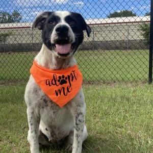 Hi, my name is Darby.  I am looking for my forever home!!  Please come visit me at the Kershaw County Humane Society.