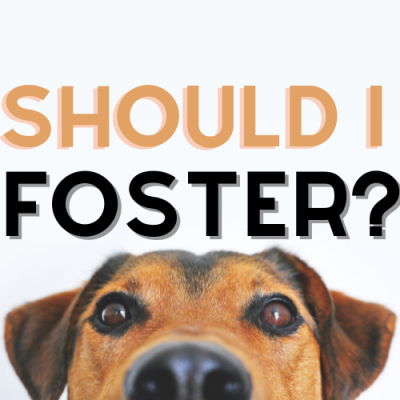 should I foster