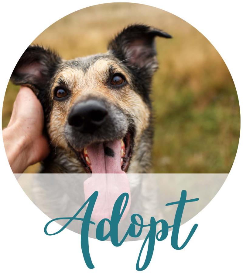 Pet sites for adoption