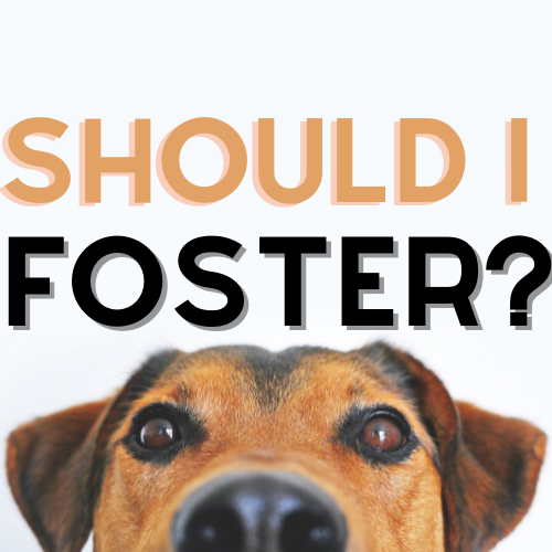 should I foster should I foster