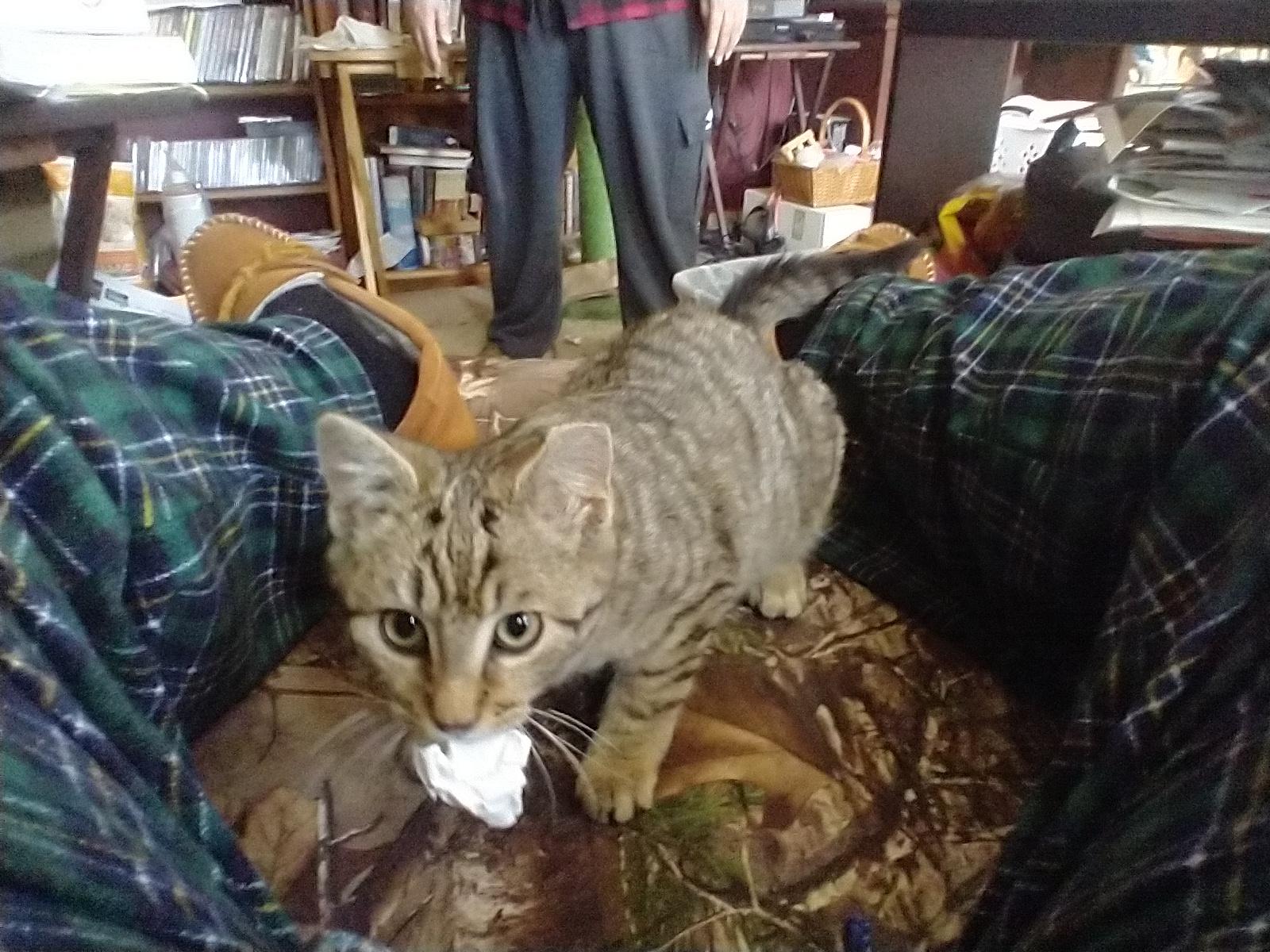 Meet Beau Here I am playing fetch with Dad