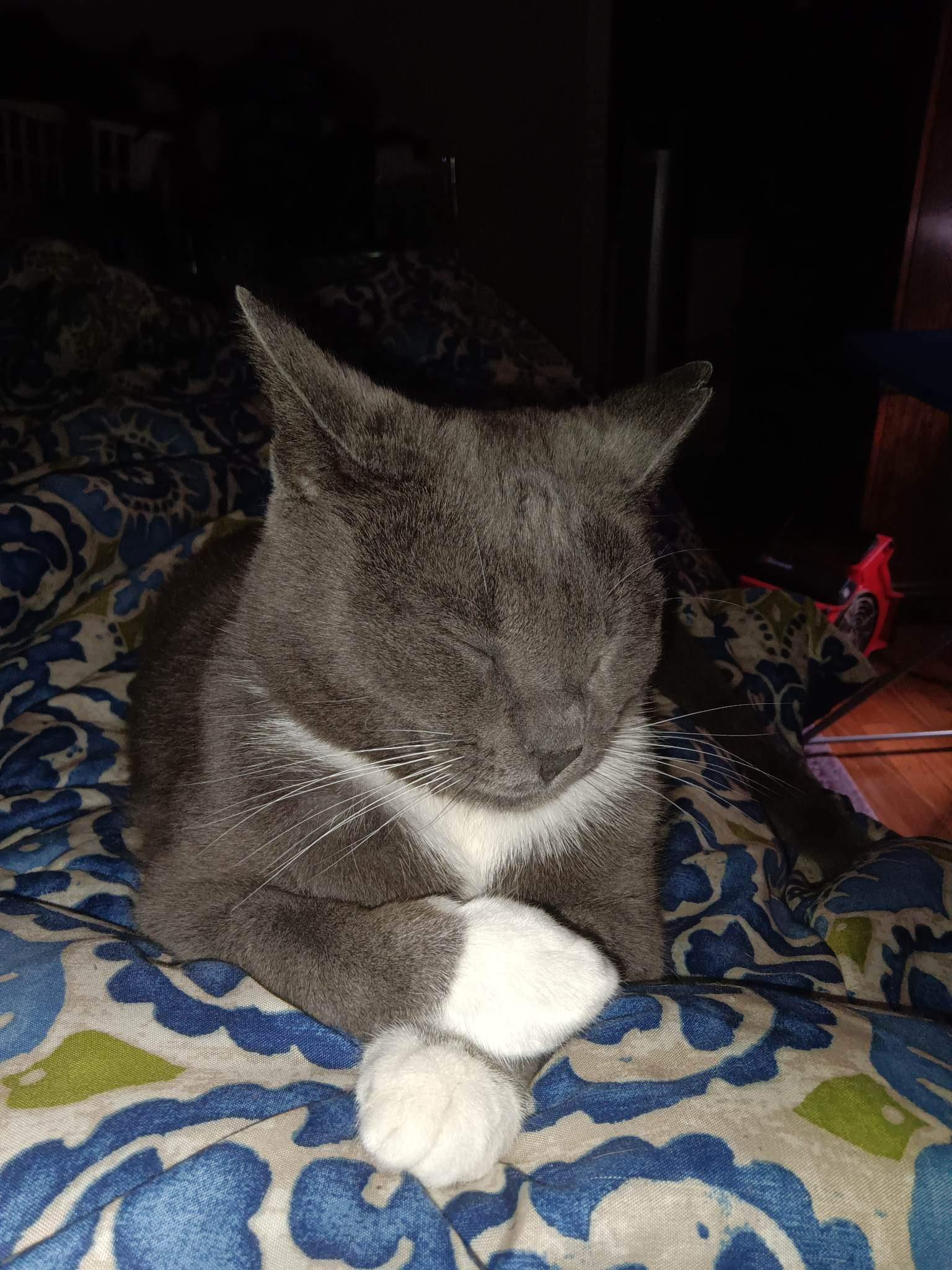 Snickers aka "Snickerdoodle" Snickers aka Snickerdoodle living her best life!