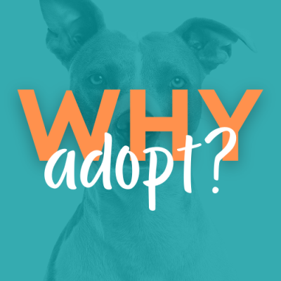 WhyAdopt