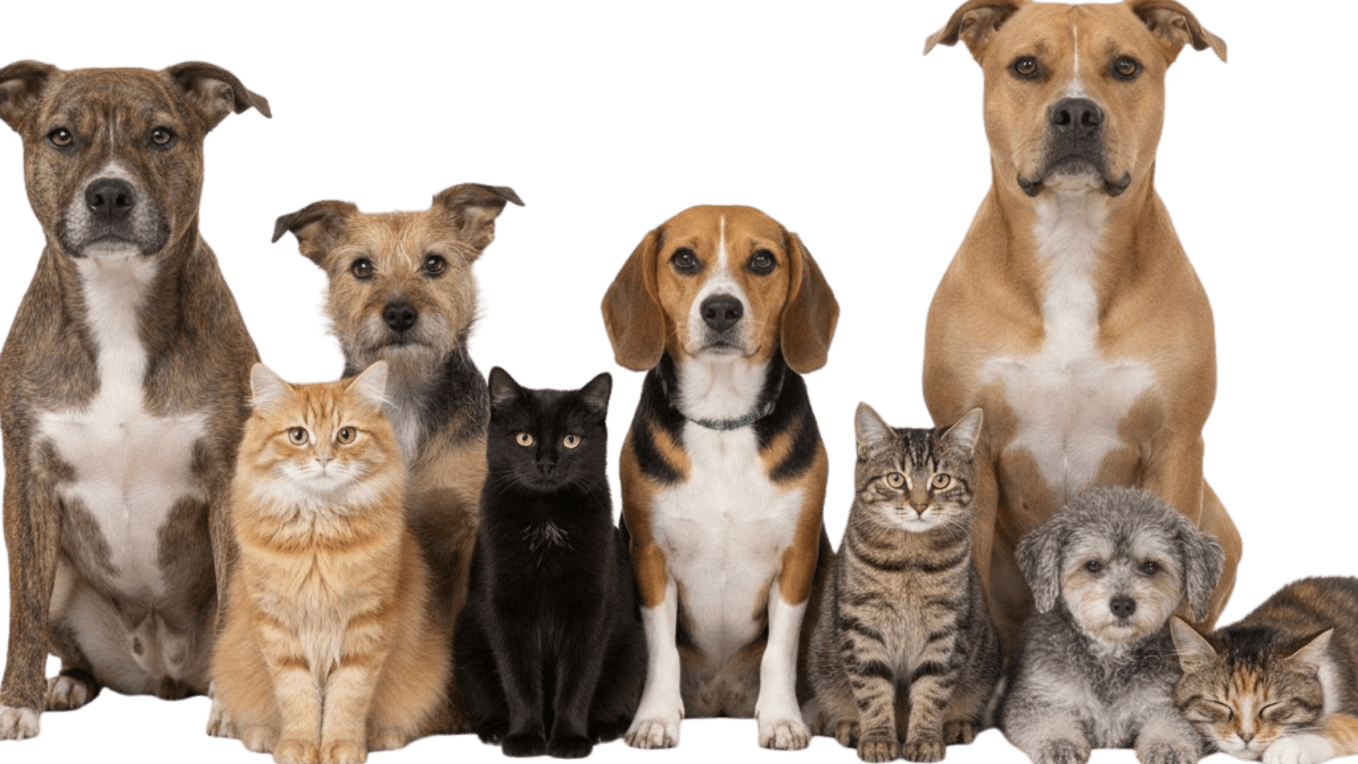 animals under our care